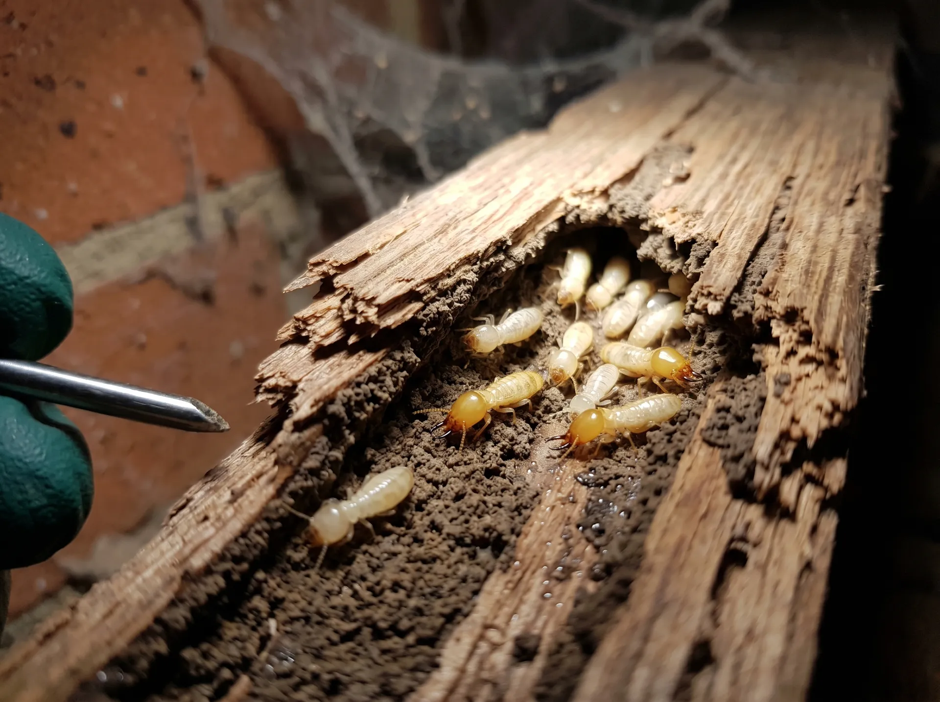 Timber damaged by termites